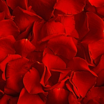 Beauty and The Beast, The Musical in Theater – 2022 Performance Schedule