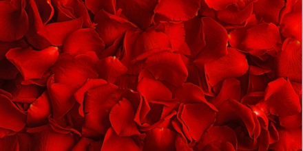 The Rose 2023 Tour Announcement – Dawn to Dusk Tour Schedule